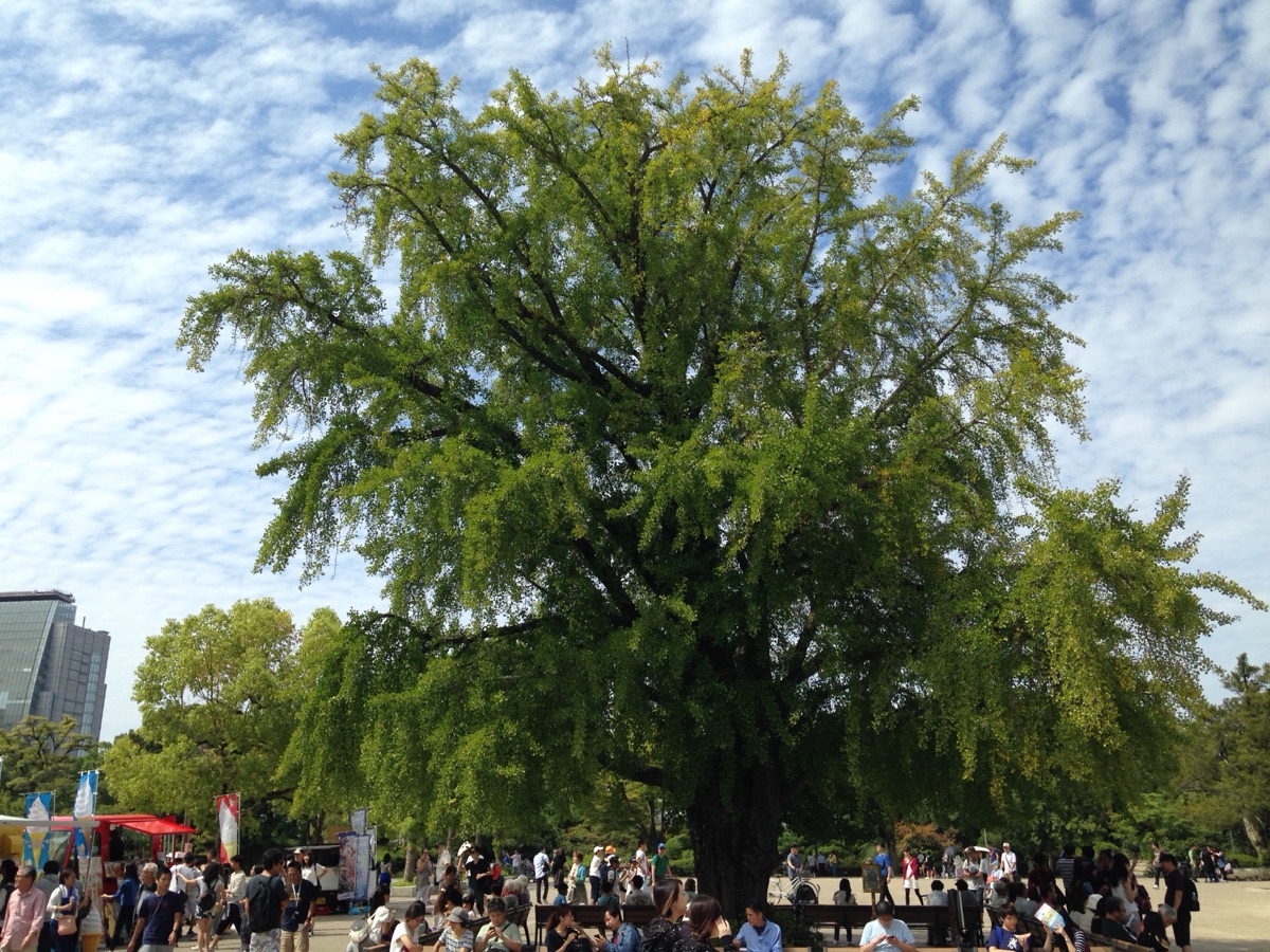 Ginkgo biloba autumn foliage at Osaka Castle